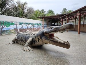 Crocodile Farm In Teluk Sengat