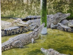 Desaru Crocodile Farm