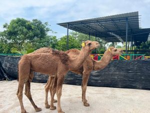 Desaru Fruit Farm Camel