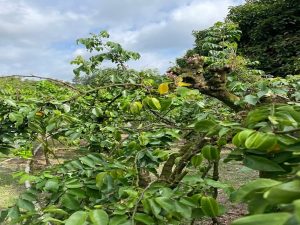 Desaru Fruit Farm Herbs Garden
