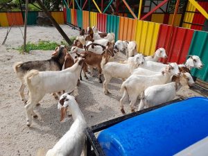 Desaru Fruit Farm Petting Zoo