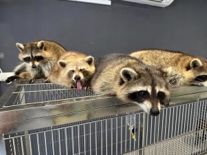 Desaru Fruit Farm Raccoon