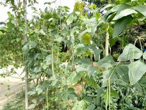 Desaru Fruit Farm Vegetable Plots