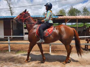 JDT Horse Carriage Horse Riding