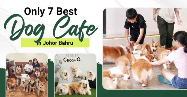 Only-Best-Dog-Cafe-In-JB Enjoy a fun day at the best dog cafes in JB perfect for doggy lovers!
