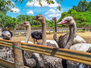 Ostrich Farm Desaru