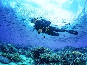 Scuba Diving In Tioman Island