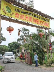 Uncle Lim Durian Farm